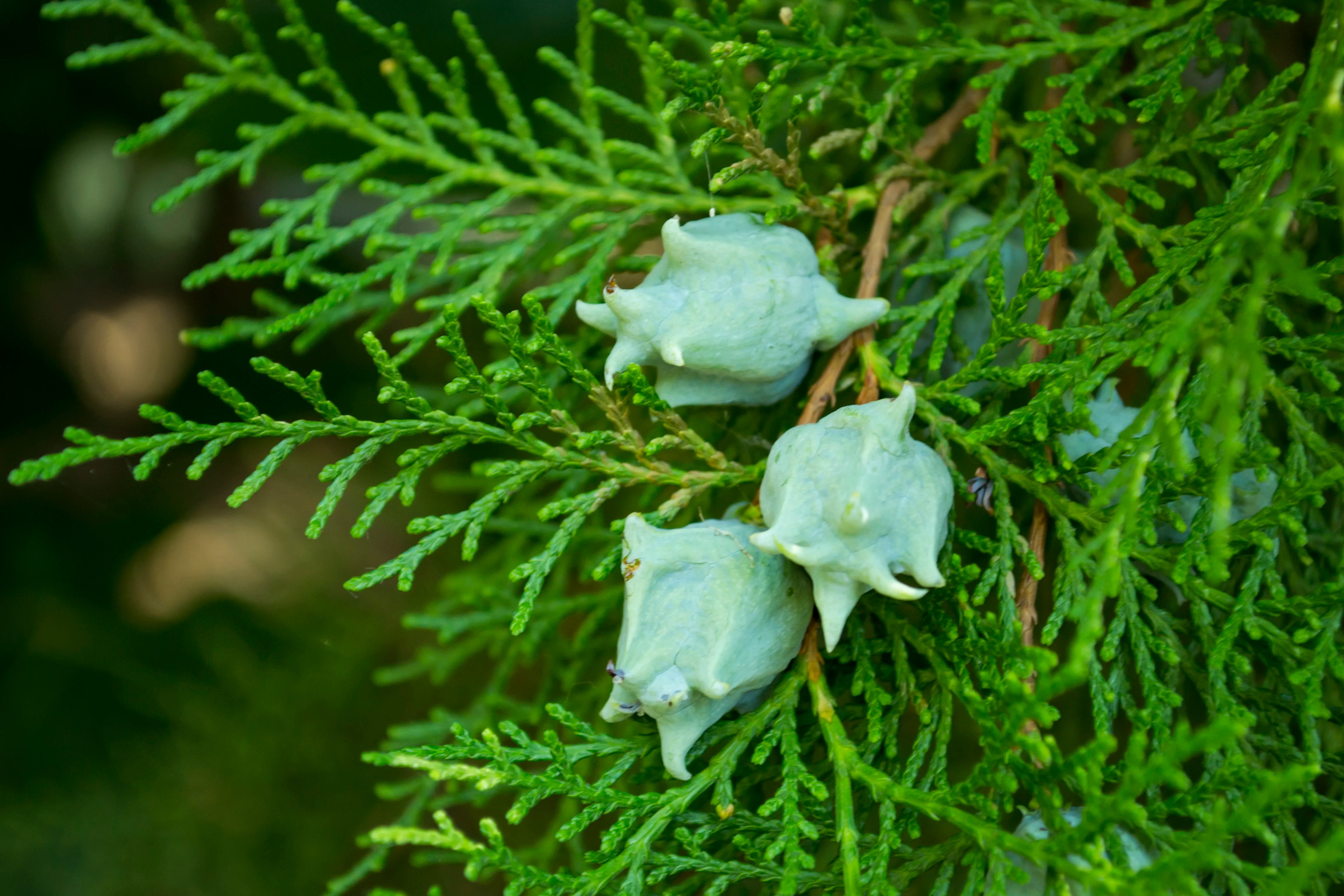 cyprus tree branches with small white buds on a blurred green background