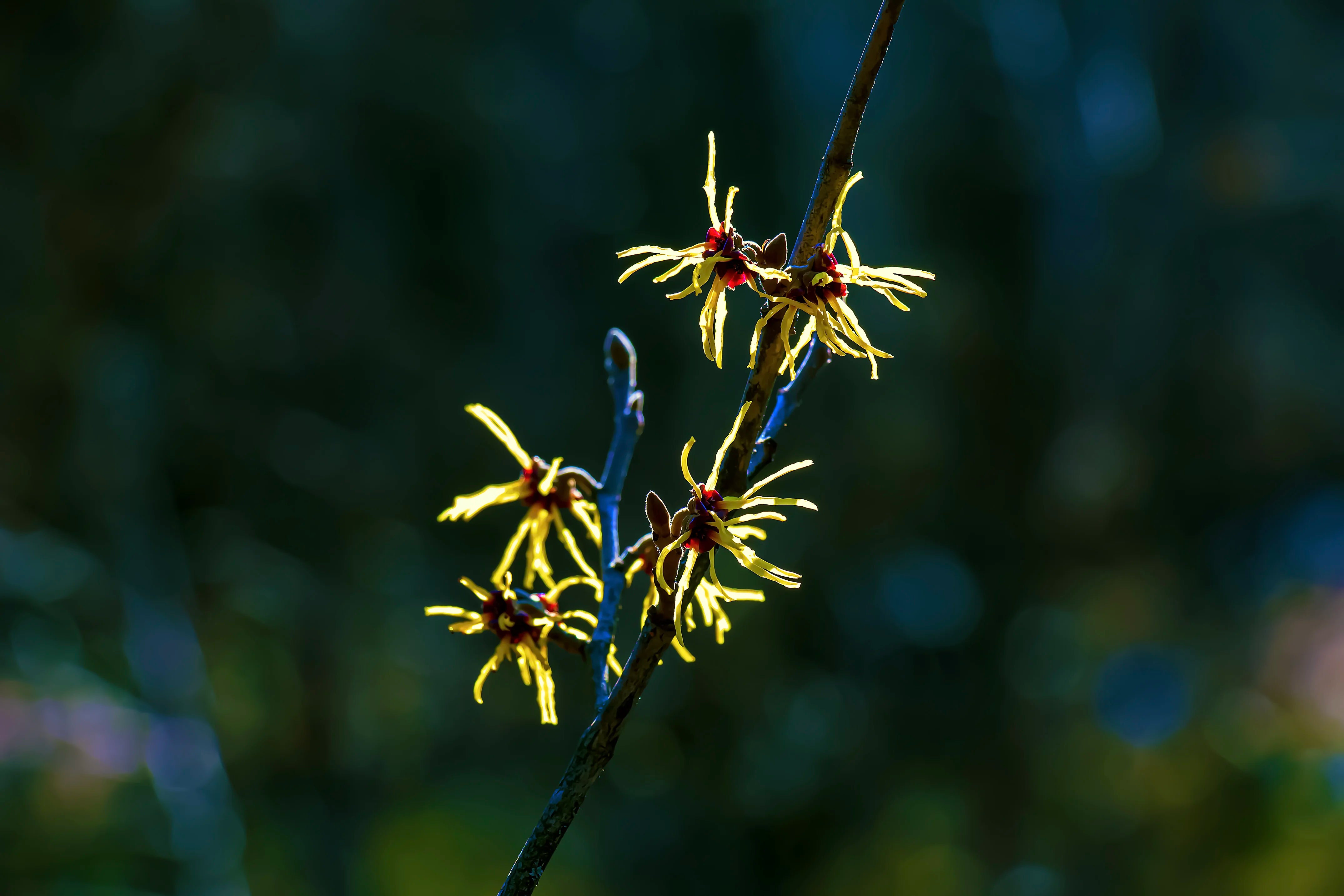 Close-up of witch hazel flowers on a branch with a blurred natural background