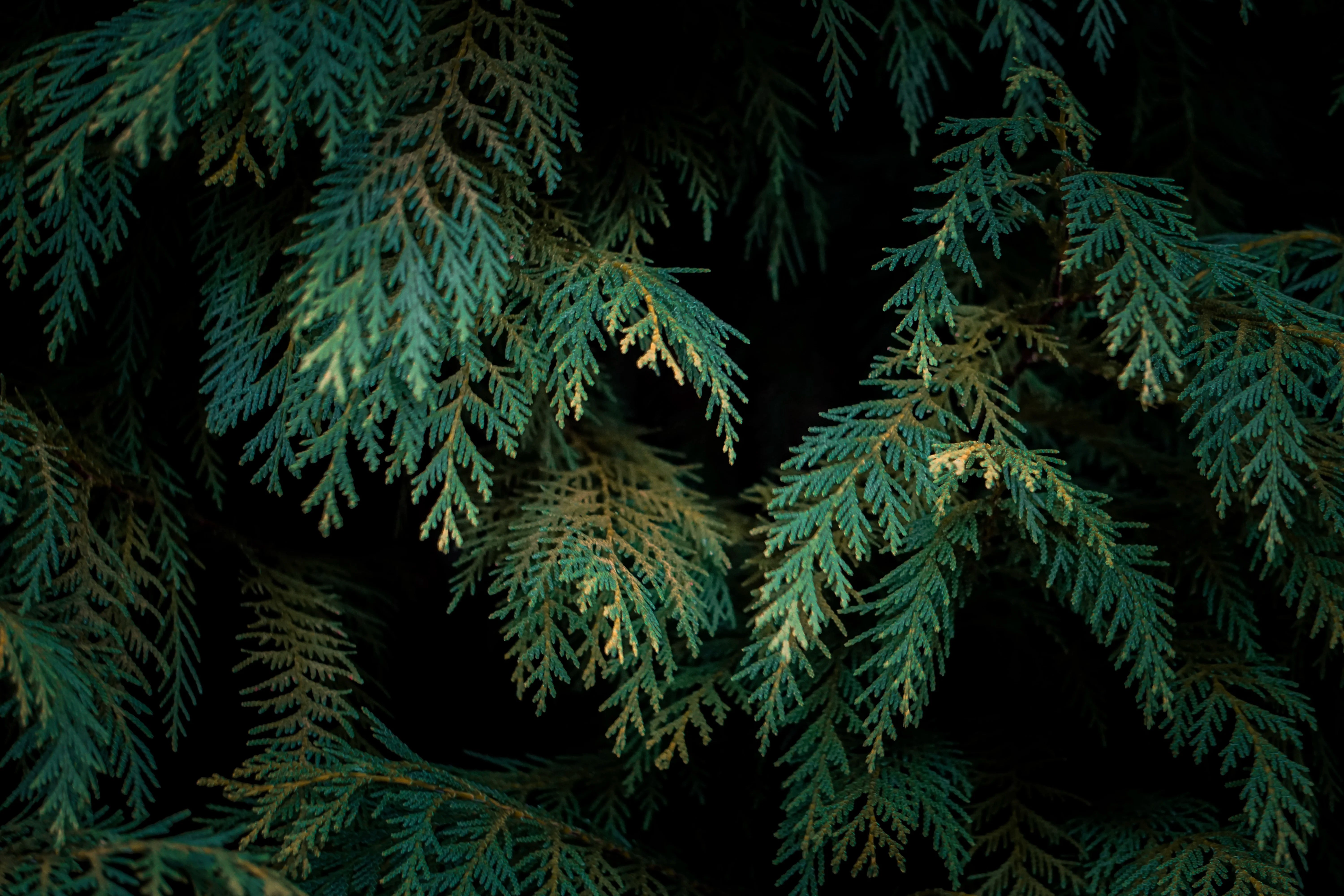 Close-up of green tree branches against a black background